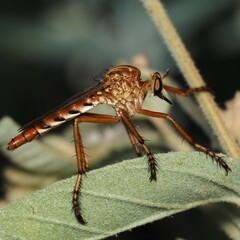 Diogmites angustipennis