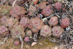 Crassula orbicularis