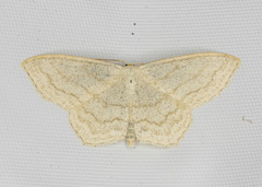 Scopula junctaria