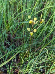 Diuris