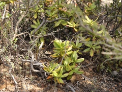 Crassula cultrata