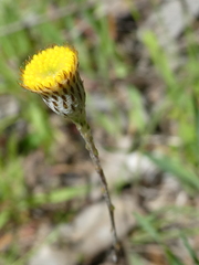 Leptorhynchos squamatus