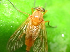 Rhagio tringarius