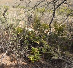 Crassula cultrata