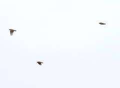Lullula arborea