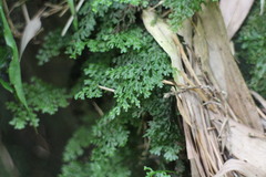 Hymenophyllum fujisanense