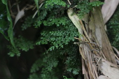 Hymenophyllum fujisanense