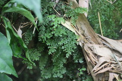 Hymenophyllum fujisanense