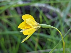 Diuris behrii