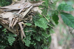 Hymenophyllum fujisanense