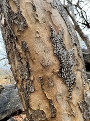 Heteropyxis natalensis