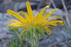 Berkheya angustifolia