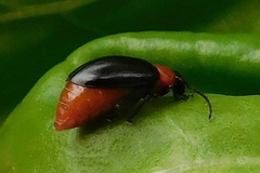 Disonycha xanthomelas