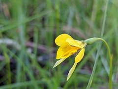 Diuris behrii