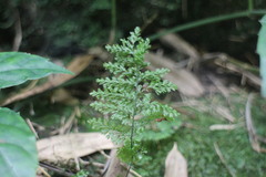 Hymenophyllum fujisanense