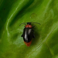Disonycha xanthomelas