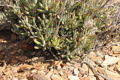 Cotyledon orbiculata