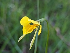 Diuris behrii