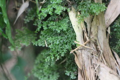 Hymenophyllum fujisanense