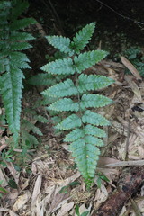 Microlepia trichocarpa
