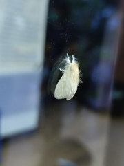 Orvasca subnotata