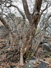 Heteropyxis natalensis