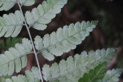 Microlepia trichocarpa