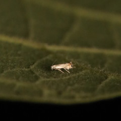 Phyllocnistis