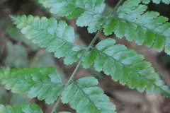 Microlepia trichocarpa