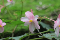 Begonia palmata