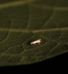 Phyllocnistis