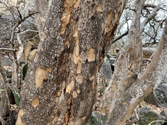 Heteropyxis natalensis