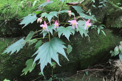 Begonia palmata