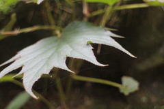 Begonia palmata