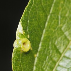 Pachypsylla celtidismamma