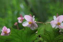 Begonia palmata