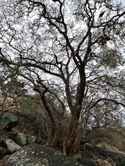 Heteropyxis natalensis