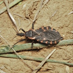 Triatoma