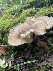 Megacollybia