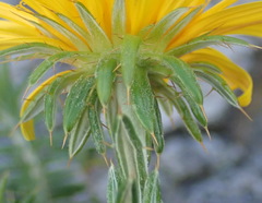 Berkheya angustifolia