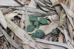 Corybas puniceus