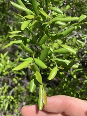 Murraya paniculata
