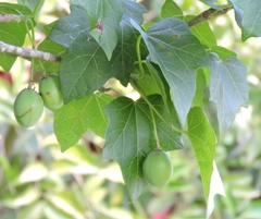Jatropha