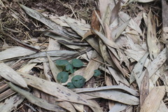 Corybas puniceus