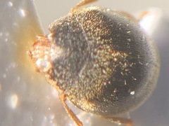 Scymnus auritus