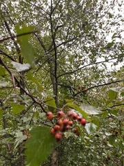 Crataegus crus-galli
