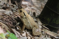 Bufo bankorensis