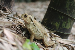 Bufo bankorensis