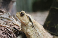 Bufo bankorensis