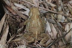 Bufo bankorensis